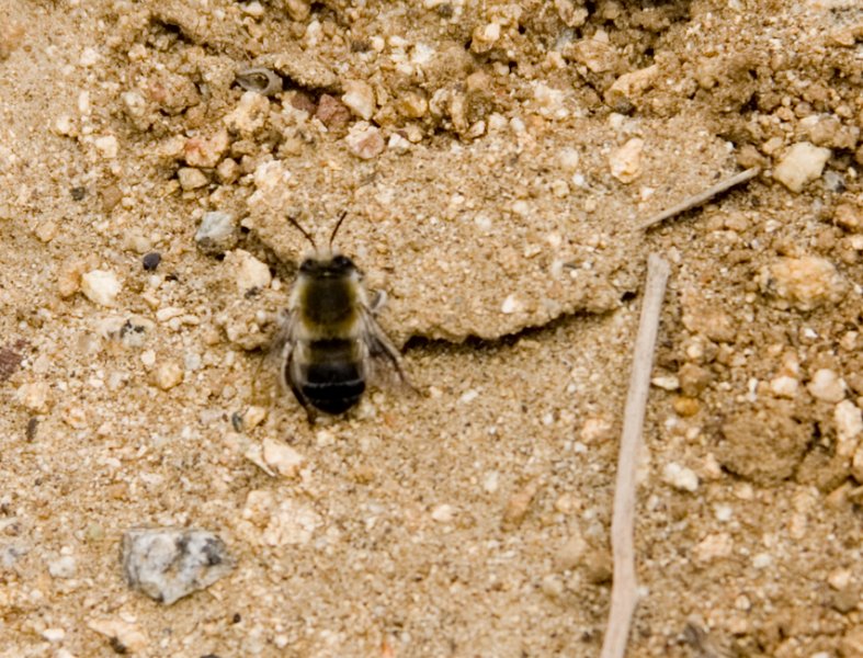 09 Bee